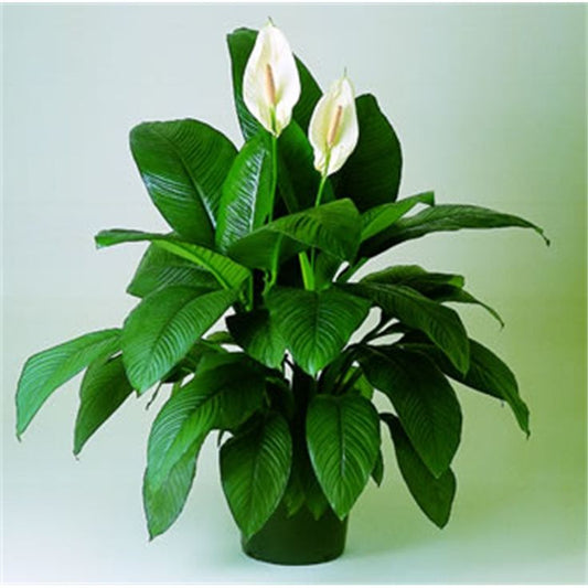 Spathiphyllum 2 (Peace Lily)