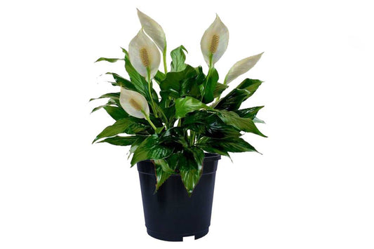 Spathiphyllum 1 (Peace Lily)
