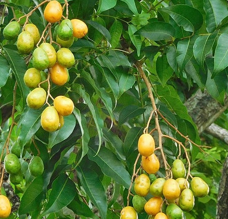 Spondias mombin (Hog plum,Amate Kaayi)