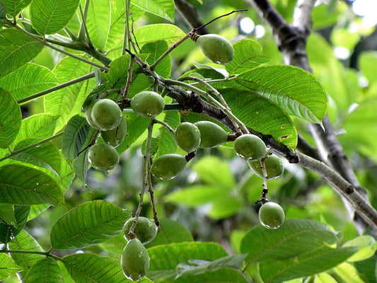 Spondias pinnata (Indian Hog Plum, Amate kaayi)