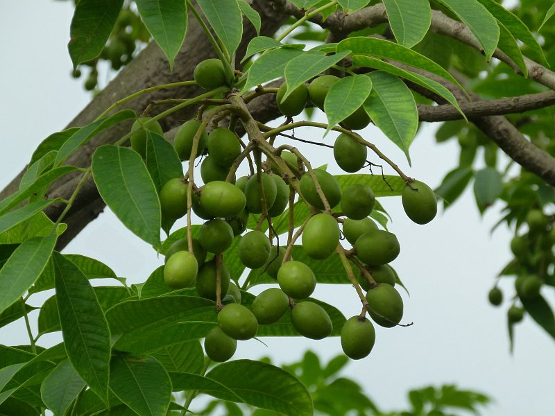 Spondias pinnata (Indian Hog Plum, Amate kaayi)