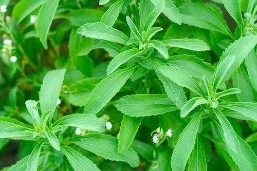 Stevia rebaudiana (for diabetic) (Sweet leaf, Stevia(for diabetic))