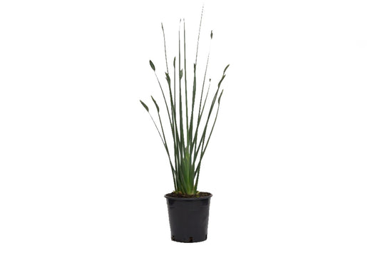 Strelitzia juncea 'Spoons' (Bird of Paradize Spoon) (15" x 20" Poly Bag)