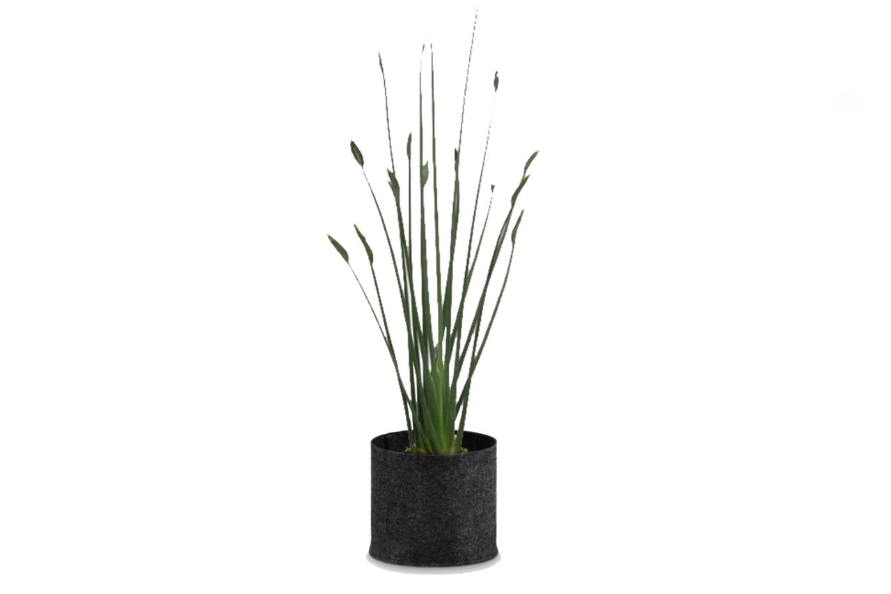 Strelitzia juncea 'Spoons' (Bird of Paradize Spoon) (15" x 20" Poly Bag)