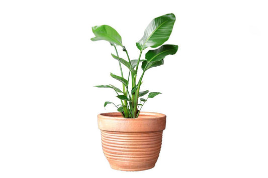 Strelitzia nicolai (Bird of Paradise White Tree Bag) (21" x 21")