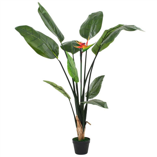 Strelitzia reginae (Bird of Paradize) (12" x 15" Poly Bag)