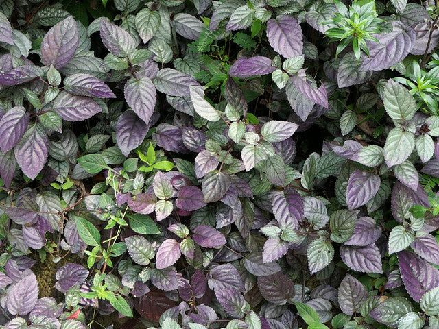 Strobilanthes alternata (Murikootti, Red Flame Ivy)