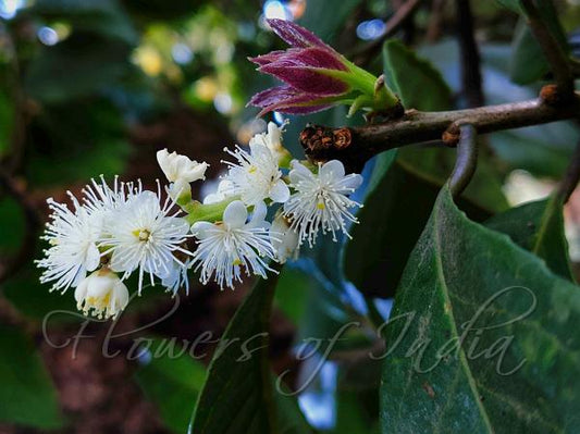 Symplocos recemosa (Lodh tree, Baala doddigana mara)