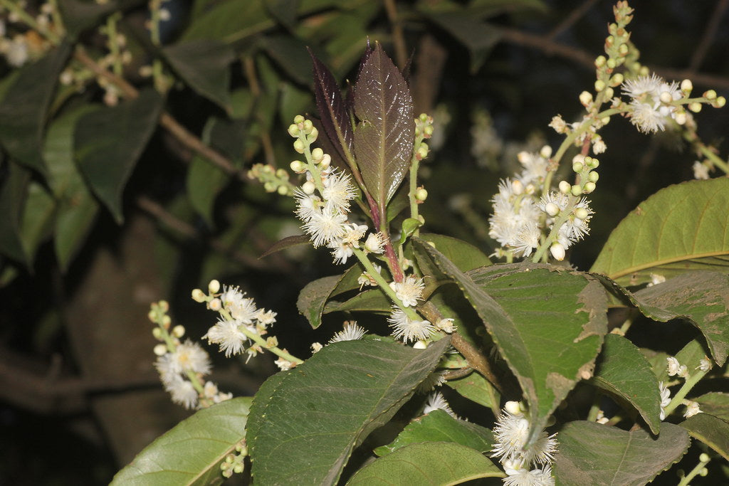Symplocos recemosa (Lodh tree, Baala doddigana mara)