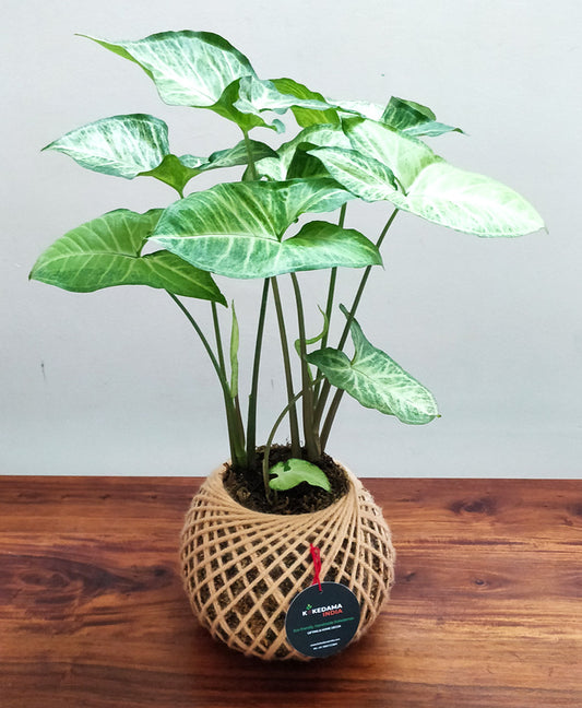 Syngonium (Arrowhead Plant)