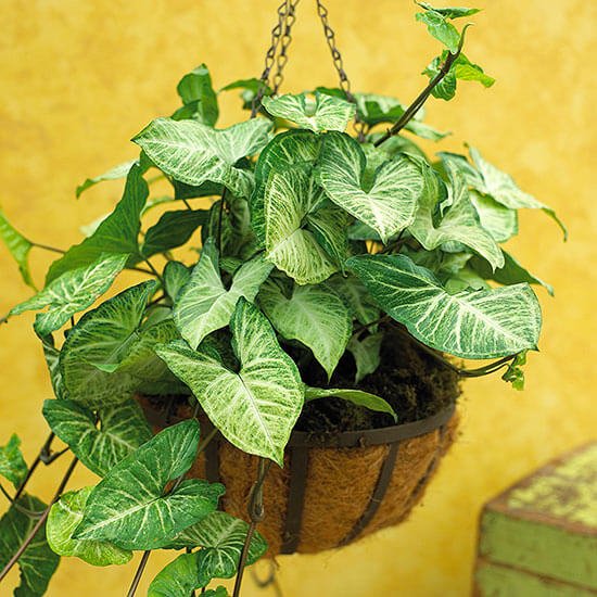 Syngonium (Arrowhead Plant)