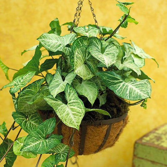 Syngonium (Arrowhead Plant)