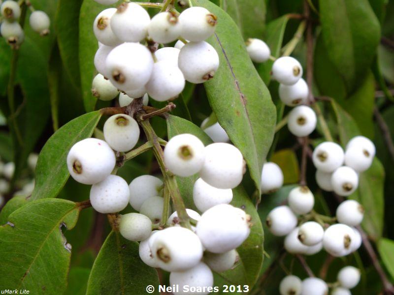Syzygium Zeylanicum (Catfruit)