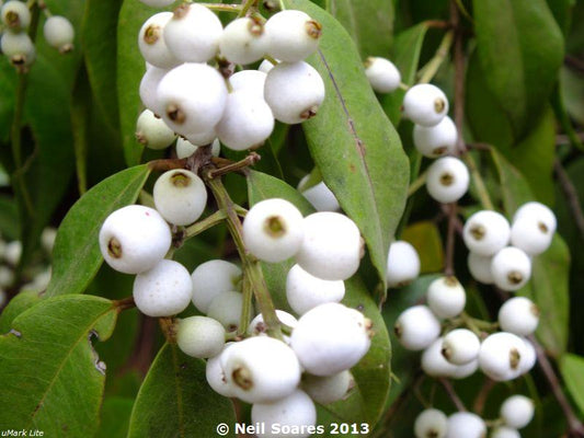 Syzygium Zeylanicum (Catfruit)