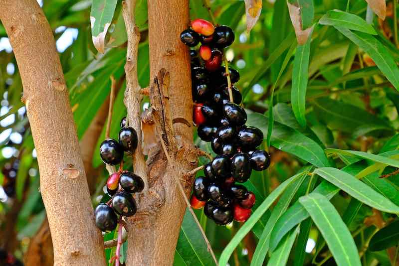 Syzygium cumini (Seedless Jamun)