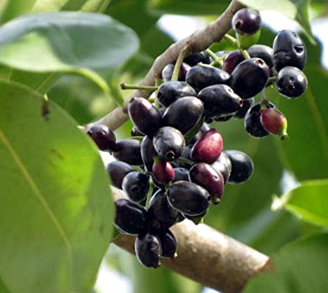 Syzygium cumini (Seedless Jamun)