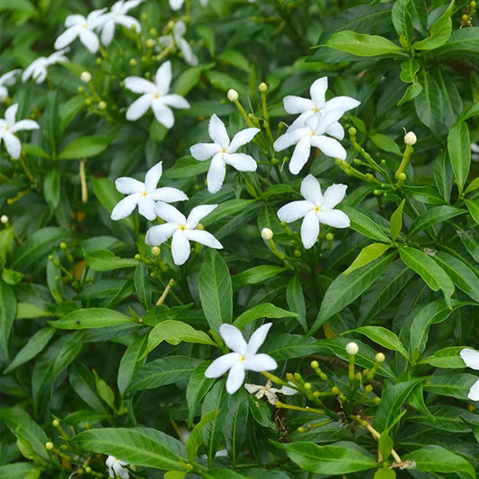 Tabernaemontana divaricata (Crape jasmine, Nandi battalu)