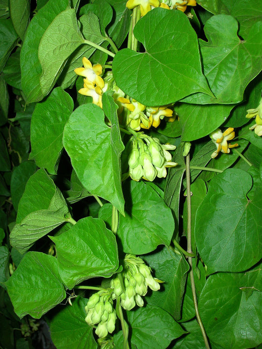 Telosma cordata (Kodi Champa)