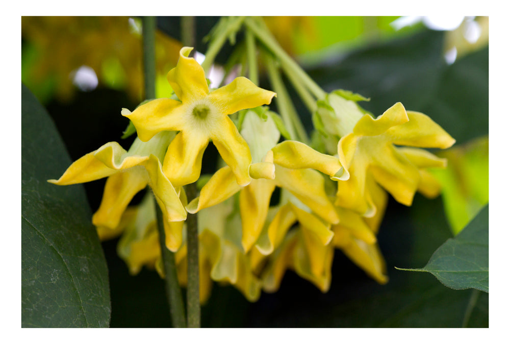 Telosma cordata (Kodi Champa)