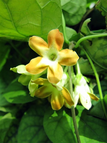 Telosma cordata (Kodi Champa)