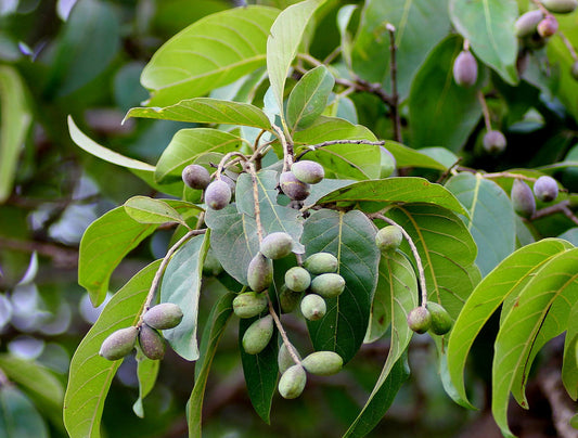 Terminalia bellrica (Myrobalan, Taarekaayi)