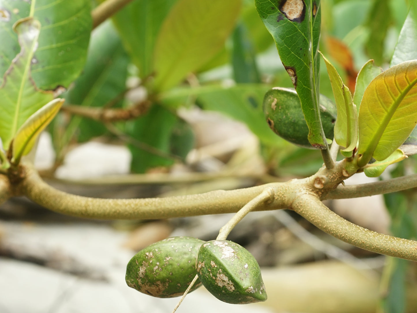 Terminalia catappa (Indian Almond, Kadu badhami)