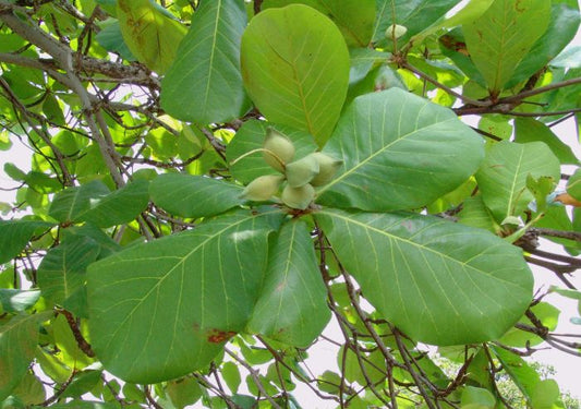Terminalia catappa (Indian Almond, Kadu badhami)