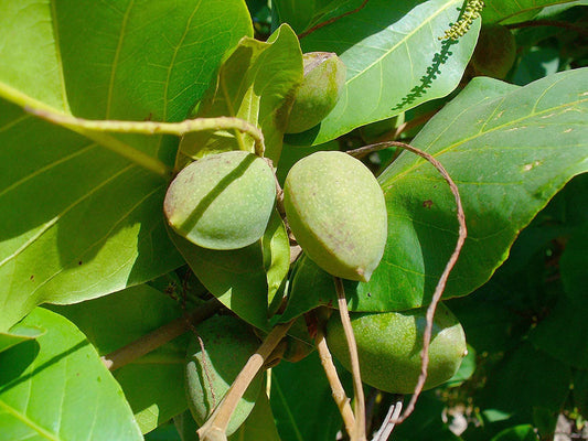 Terminalia catappa (Indian Almond, Kadu badhami)