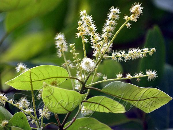 Terminalia chebula -Kadukka (Myrobalan, Alale mara)