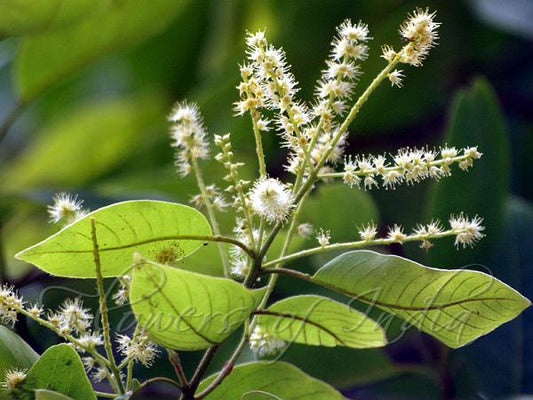 Terminalia chebula -Kadukka (Myrobalan, Alale mara)