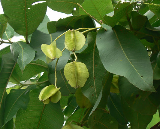 Terminalia crenulata (Crocodile bark tree, Kari mathi)
