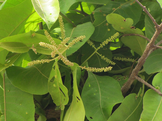 Terminalia crenulata (Crocodile bark tree, Kari mathi)