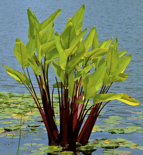 Thalia geniculata (Heliconia Red Stem)