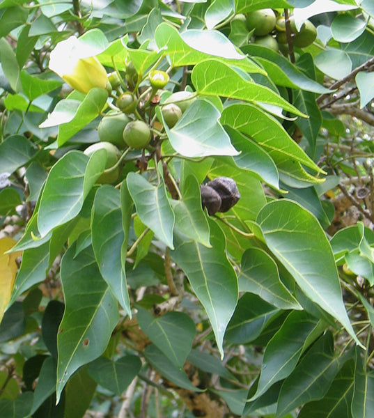 Thespesia populnea (Indian tulip tree, Buguri mara)