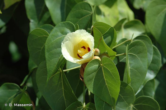 Thespesia populnea (Indian tulip tree, Buguri mara)