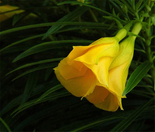 Thevetia peruviana (Yellow Oleander, Kadakaasi Kanigale)