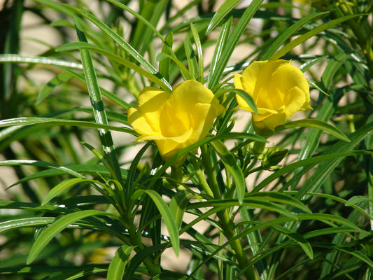 Thevetia peruviana (Yellow Oleander, Kadakaasi Kanigale)