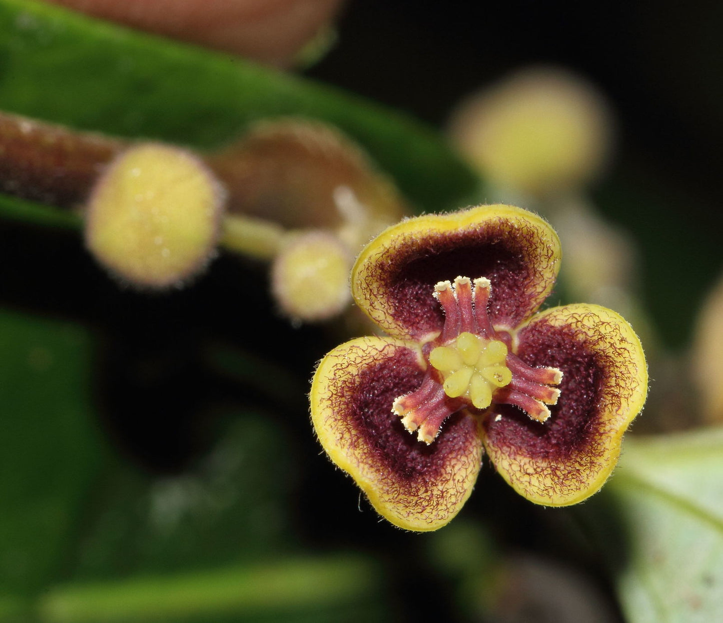 Thottea siliquosa (Chakrani)