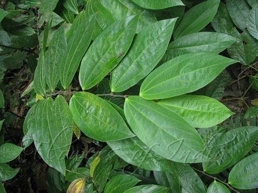 Thottea siliquosa (Chakrani)