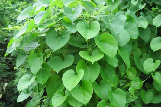 Tinospora cordifolia (Giloy, Amrutha balli)
