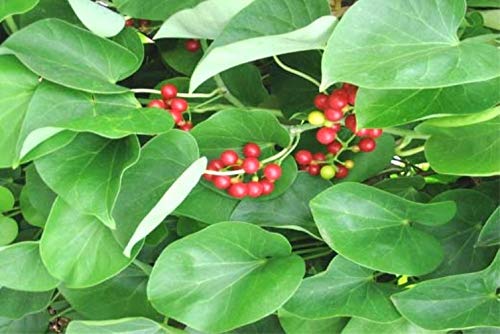 Tinospora cordifolia (Giloy, Amrutha balli)
