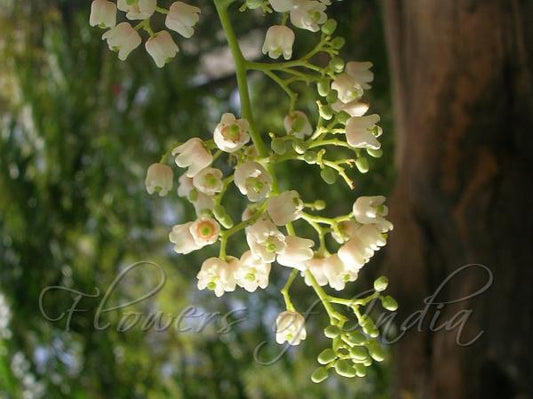 Toona ciliata (Red Cedar, Ghandhagarige)