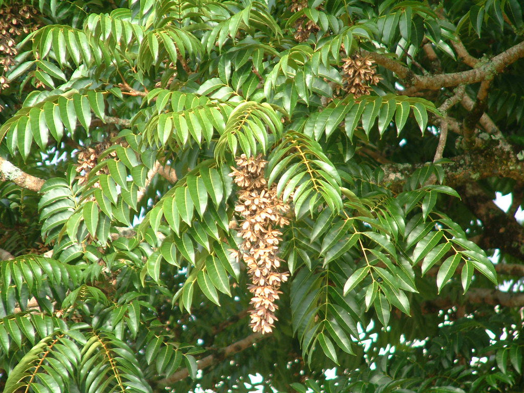 Toona ciliata (Red Cedar, Ghandhagarige)