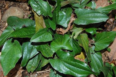 Trichopus zeylanicus -Arogyapacha (for energy) (Arogyapacha (for energy))