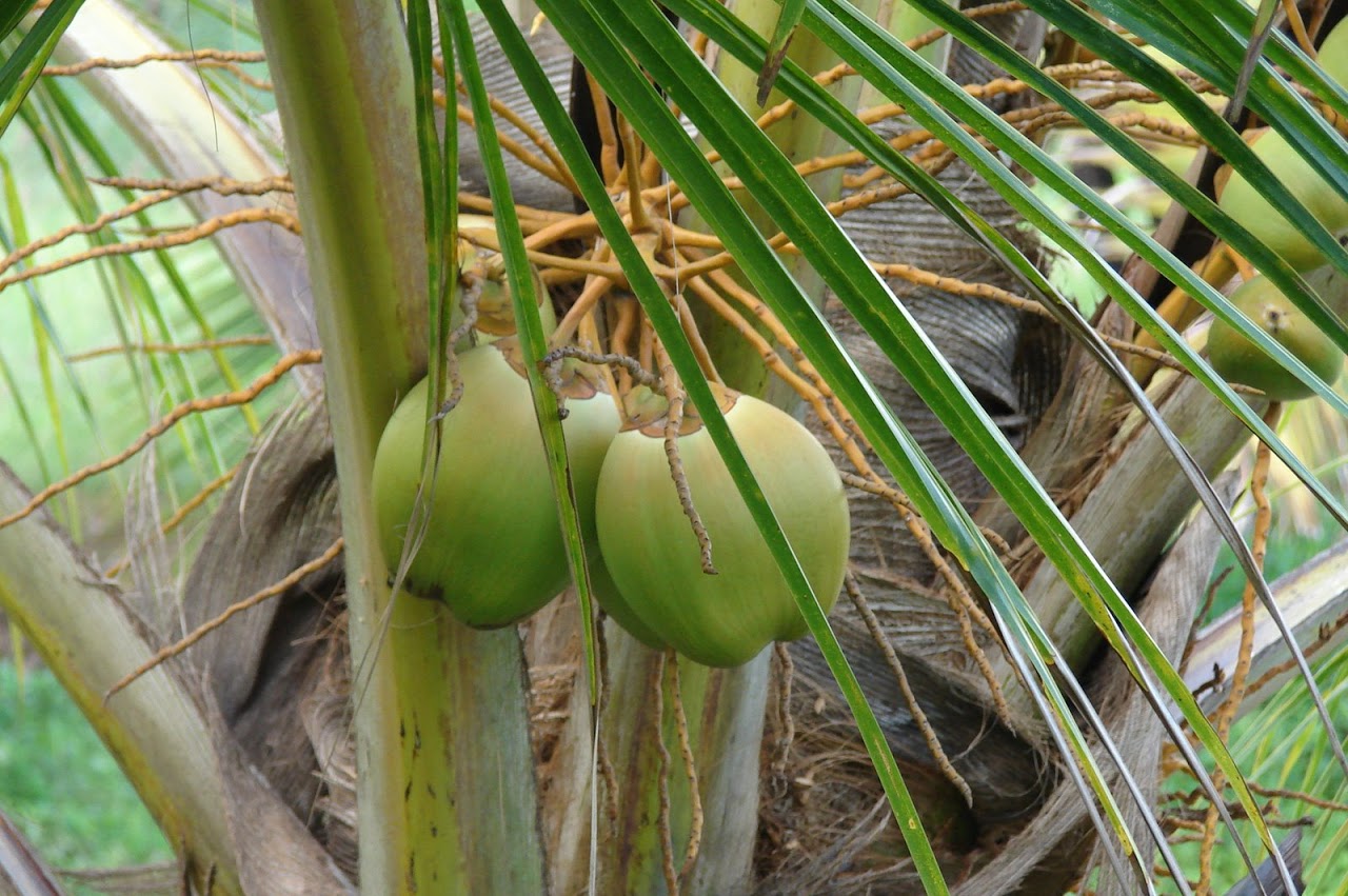 TxD (Coconut) (Not applicable)