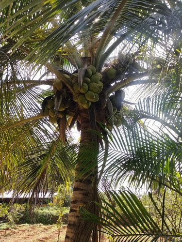 TxD (Coconut) (Not applicable)