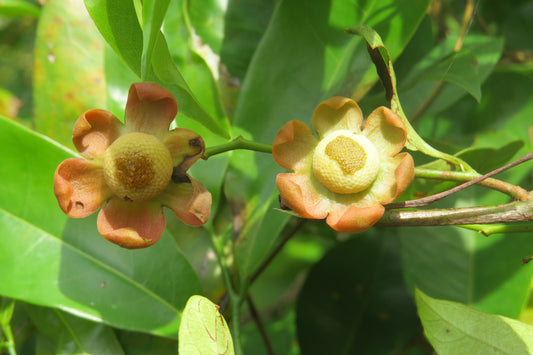 Uvaria narum (Uvaria, Unamini gida)