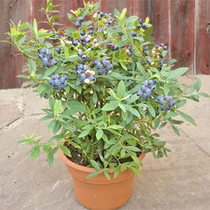 Vaccinium corymbosum (Blue berry)