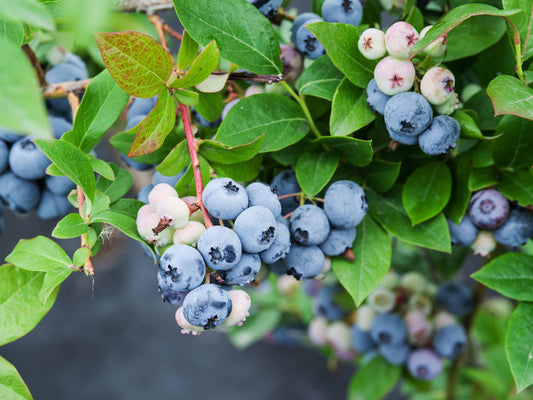 Vaccinium corymbosum (Blue berry)