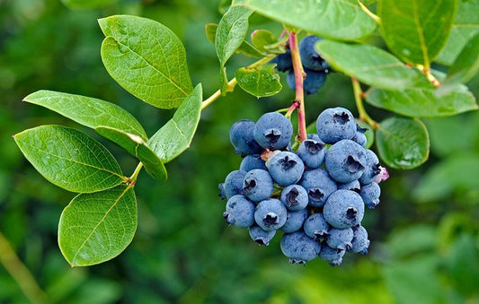 Vaccinium corymbosum (Blue berry)